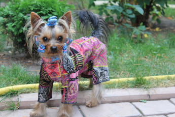 Картинка йоркширский терьер животные собаки