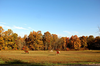 Картинка природа поля лес осень