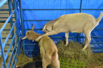 Картинка животные козы