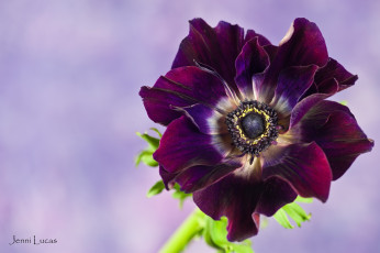 Картинка цветы анемоны адонисы лиловый анемон