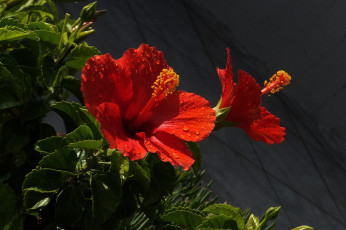 Картинка цветы гибискусы красный