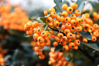 Картинка природа Ягоды рябина желтый ягоды ветка