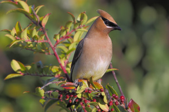 Картинка животные свиристели ягоды хохолок дерево ветка