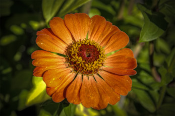 Картинка цветы цинния лепестки