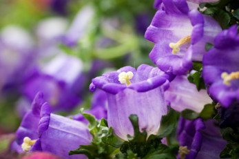 Картинка цветы колокольчики фиолетовый