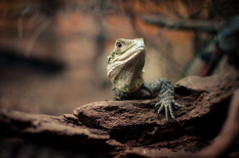 Картинка животные Ящерицы игуаны вараны голова