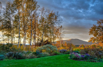 Картинка природа парк березы осень