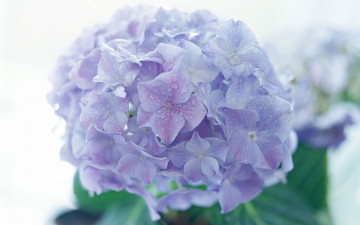 Картинка цветы гортензия макро
