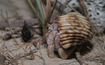 Картинка животные крабы раки раковина рак-отшельник
