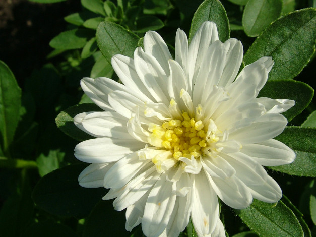 Обои картинки фото цветы, астры