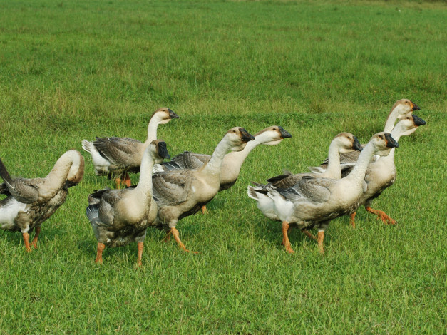 Обои картинки фото животные, гуси