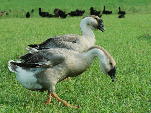 Обои картинки фото животные, гуси