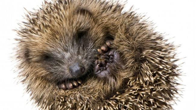 Обои картинки фото животные, ежи, еж