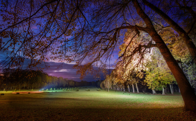 Обои картинки фото природа, парк, деревья, ночь