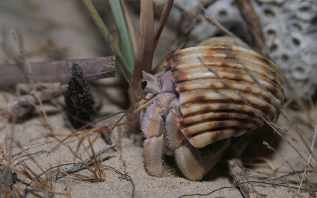 Обои картинки фото животные, крабы, раки, раковина, рак-отшельник