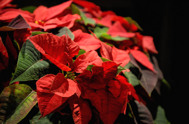 Обои картинки фото цветы, пуансеттия, листья, красный