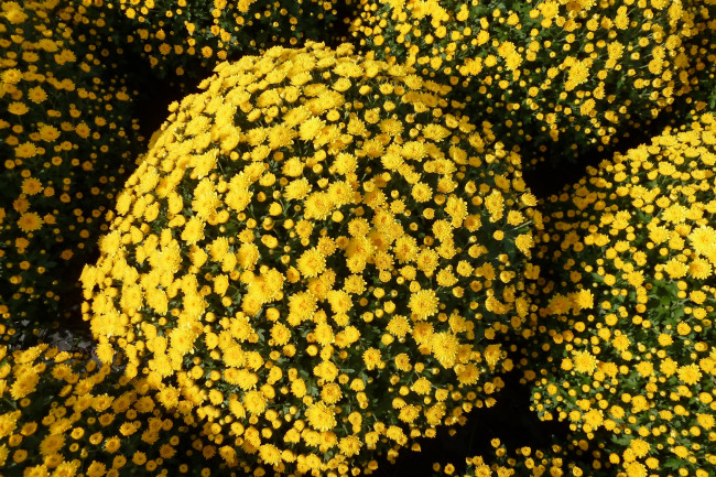 Обои картинки фото цветы, хризантемы, желтый, шар