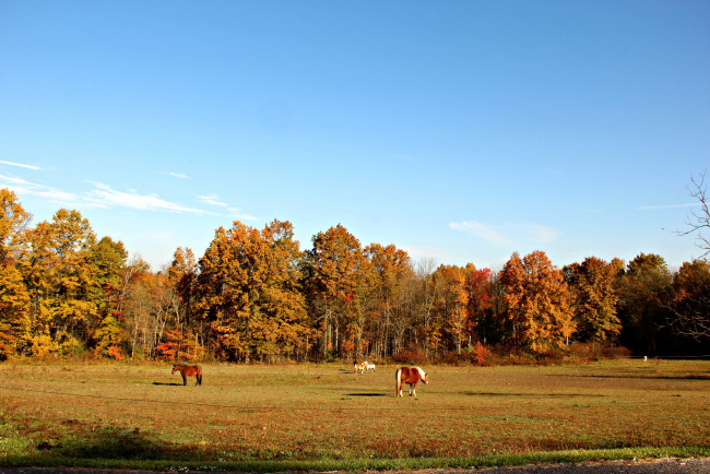 Обои картинки фото природа, поля, лес, осень