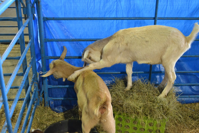 Обои картинки фото животные, козы