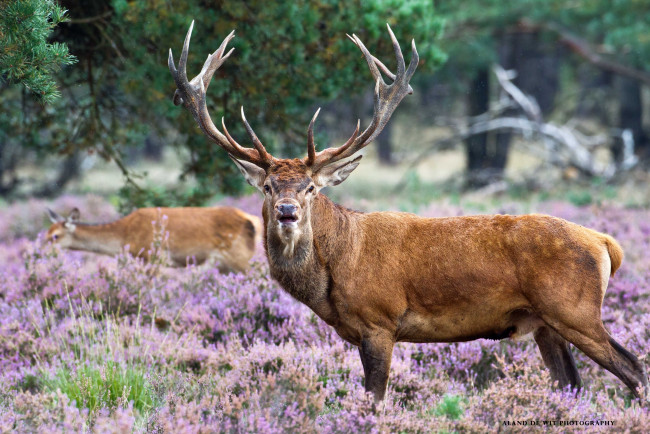 Обои картинки фото животные, олени, благородный, рога