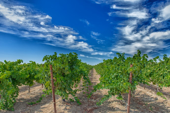 Картинка природа поля виноградник