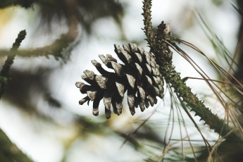 Картинка природа шишки +жёлуди +каштаны шишка ветка макро