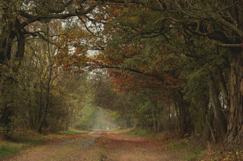 Картинка природа дороги деревья дорога