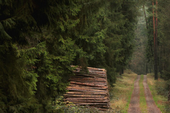 Картинка природа дороги ели брёвна дрова дорога