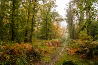 Картинка природа дороги осень