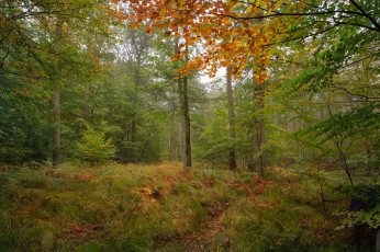 Картинка природа дороги осень