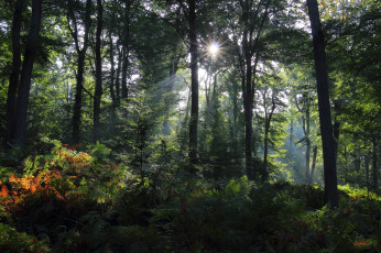 Картинка природа лес чаща