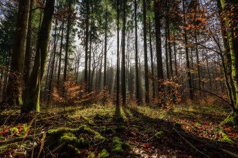 Картинка природа лес чаща