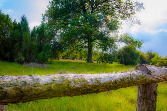 Картинка природа пейзажи деревья изгородь