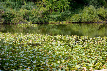 Картинка природа реки озера кусты вода