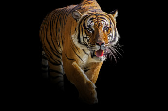 Картинка животные тигры полосатый