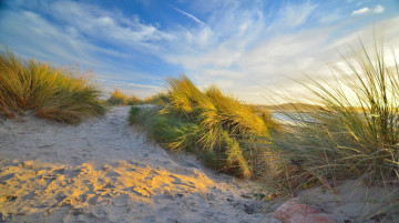 Картинка природа плоды дюны