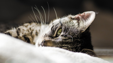 Картинка животные коты животное взгляд кот