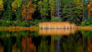 Картинка природа реки озера лес река