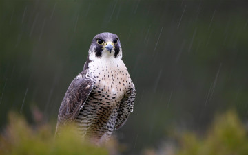 Картинка животные птицы+-+хищники bird hunter