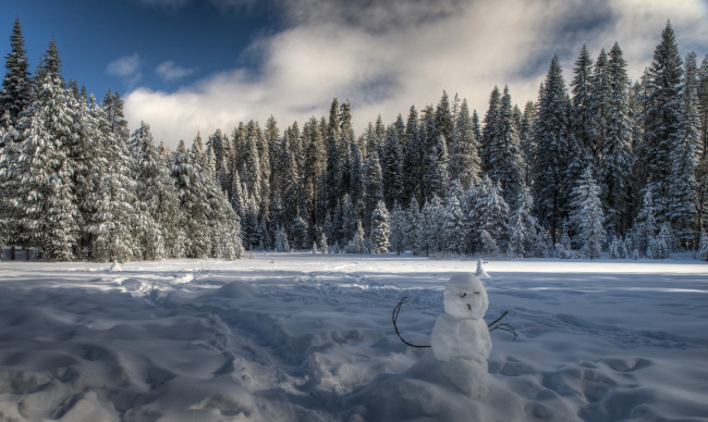 Обои картинки фото природа, зима, снег, ели