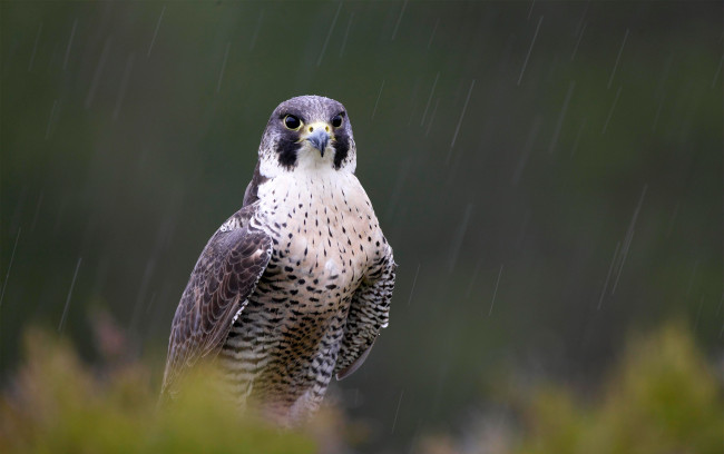 Обои картинки фото животные, птицы - хищники, bird, hunter