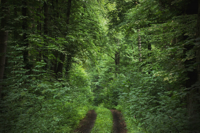 Обои картинки фото природа, дороги, дорога, деревья, лес