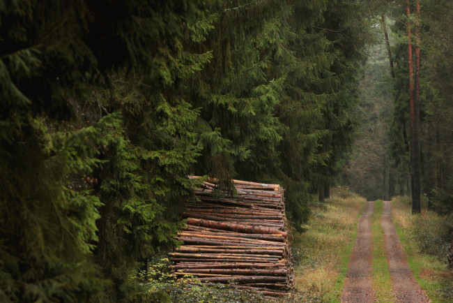 Обои картинки фото природа, дороги, ели, брёвна, дрова, дорога