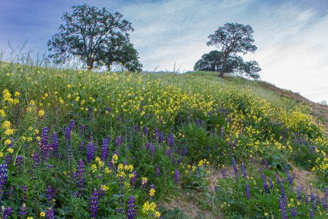 Обои картинки фото природа, луга, трава, цветы