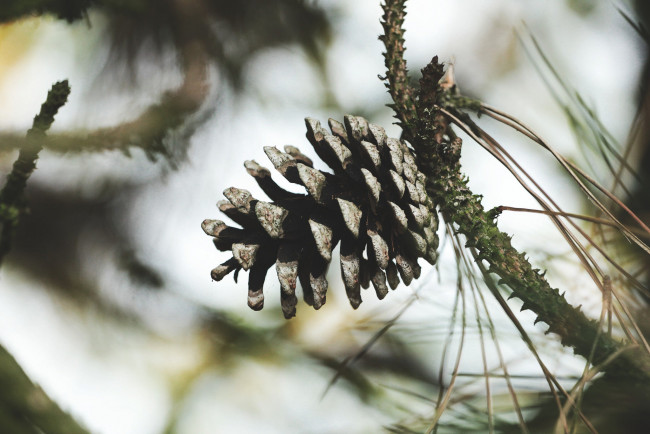 Обои картинки фото природа, шишки,  жёлуди,  каштаны, шишка, ветка, макро