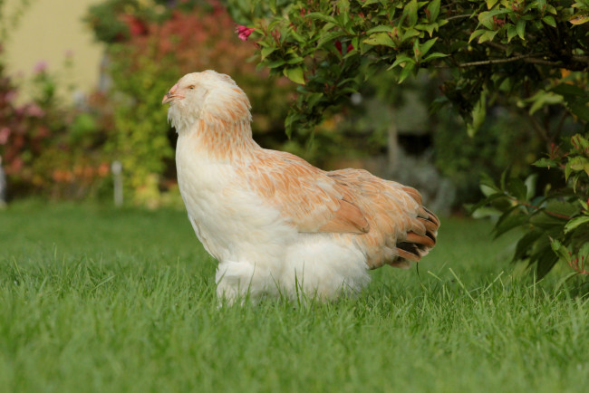 Обои картинки фото животные, куры,  петухи, курица