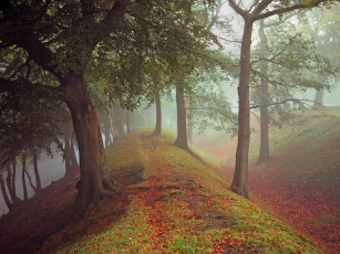 Картинка природа другое деревья