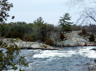 Картинка природа реки озера поток деревья