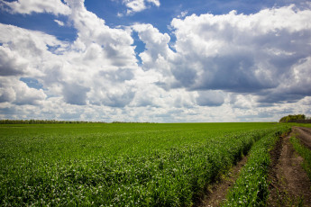 Картинка лето природа пейзажи поле урожай