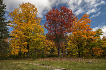 Картинка природа лес осень горы